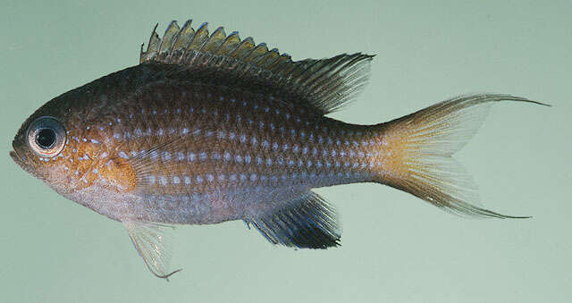 Слика од Pycnochromis nigrurus (Smith 1960)