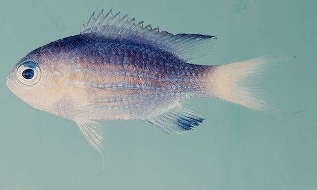 Image of Blacktail chromis