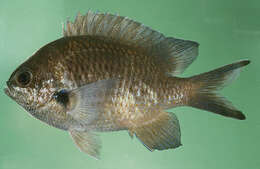 Image of Pearl-spot Chromis