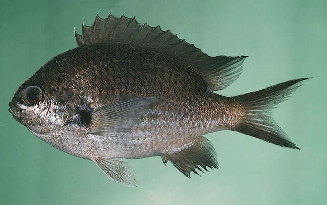 Image of Pearl-spot Chromis