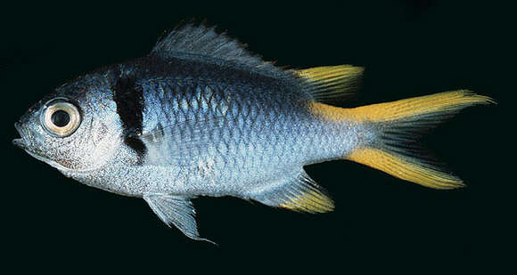 Image of <i>Chromis torquata</i> Allen 2018