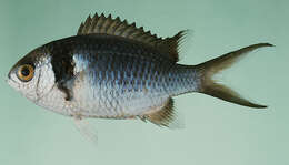 Image of <i>Chromis torquata</i> Allen 2018