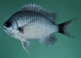 Image of Duskytail chromis