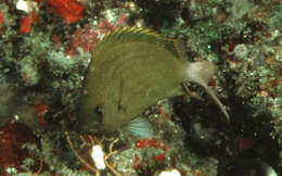 Image of Pemba chromis