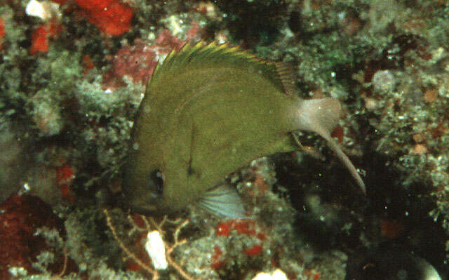 Image of Pemba chromis