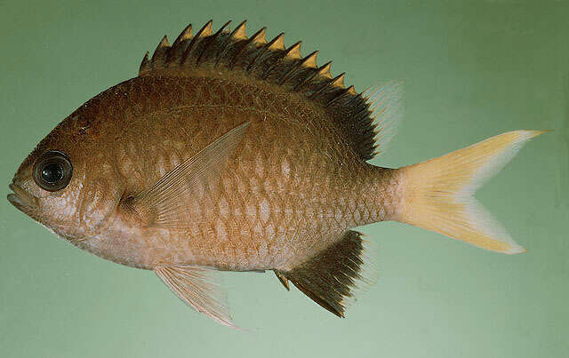 Image of Pemba chromis