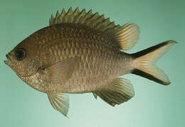 Sivun Chromis scotochiloptera Fowler 1918 kuva