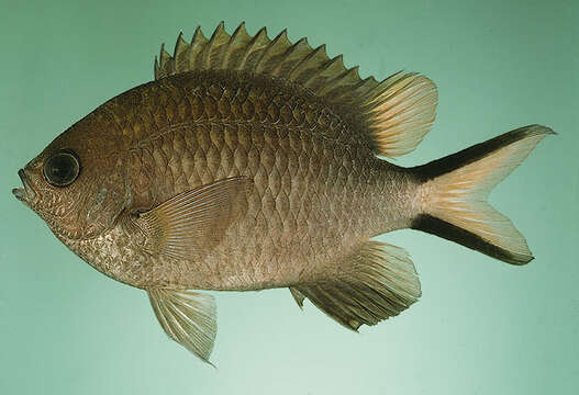 Image of Philipppines chromis