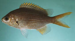 Image of Arabian chromis