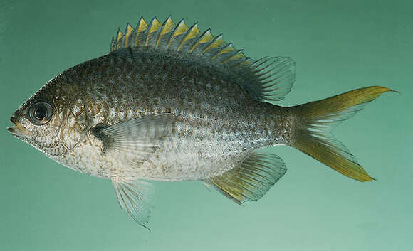 Image de Chromis xanthopterygia Randall & McCarthy 1988