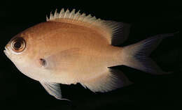 Image of Buff chromis