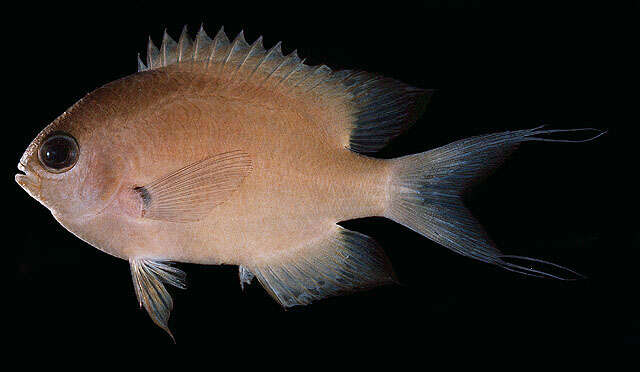 Image of Buff chromis