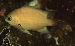 Image of Buff chromis