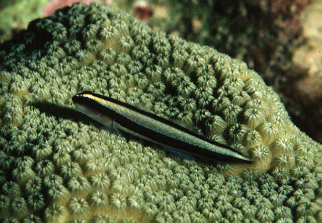Image of Cleaner Goby