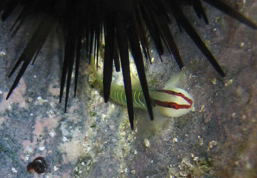 Image of Green banded goby