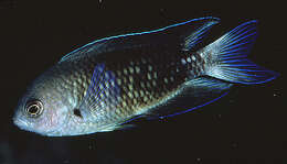 Image of Southern damsel