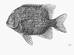 Image of Bumphead damselfish