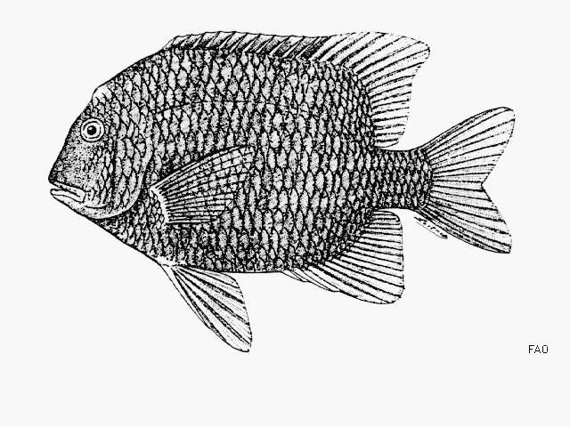 Image of Bumphead damselfish