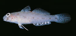 صورة Macrodontogobius