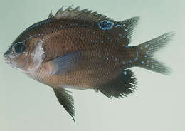 Image of White-ear scalyfin