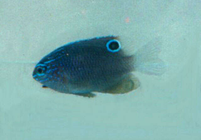Image of Obscure damselfish