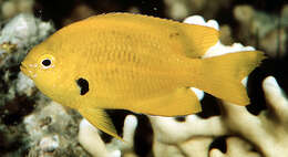 Image of Sulfur damsel