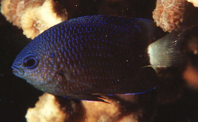 Image of Pailtail damsel