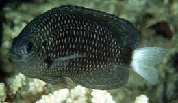 Image of Pailtail damsel