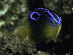 Image of Yellow-breasy damselfish