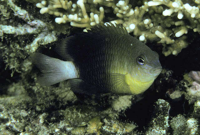 Image of Yellow-breasy damselfish