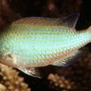 Image of bluedotted damselfish