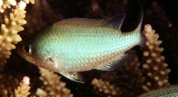Image of Bluedotted damsel