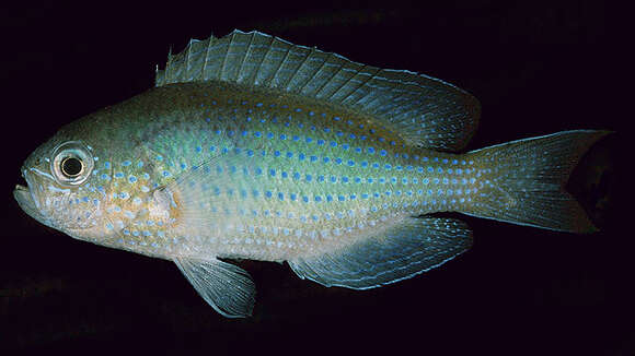 Image of Bluedotted damsel