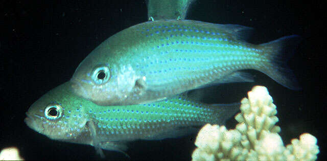 Image of Bluedotted damsel