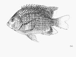 Imagem de Stegastes flavilatus (Gill 1862)