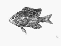 Imagem de Stegastes flavilatus (Gill 1862)