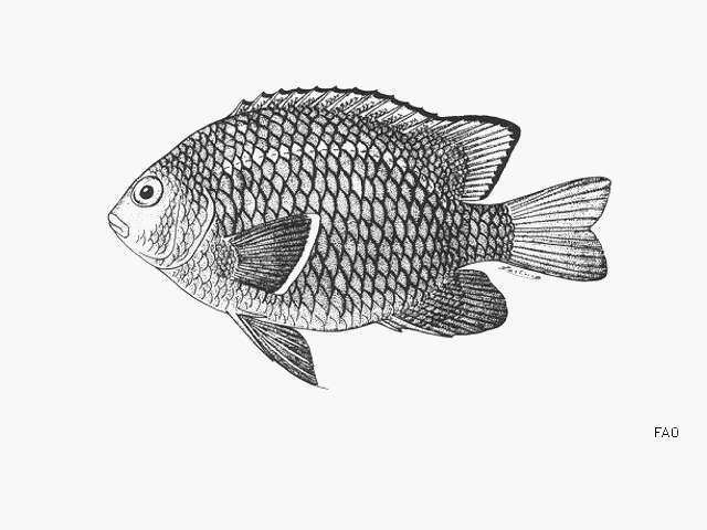 Image of Whitetail damselfish