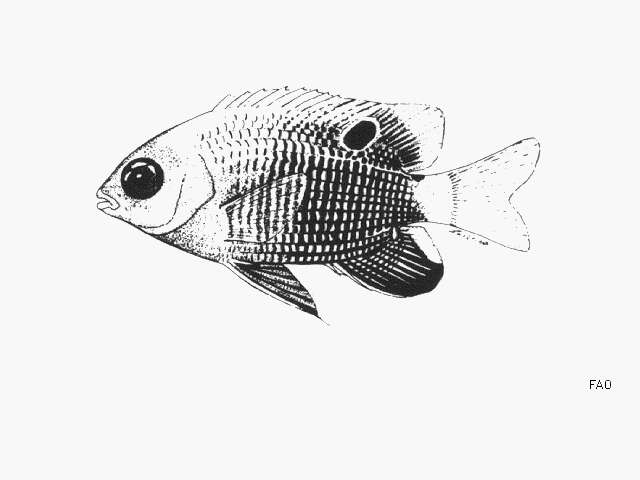 Image of Whitetail damselfish