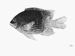 Image of Clarion damselfish