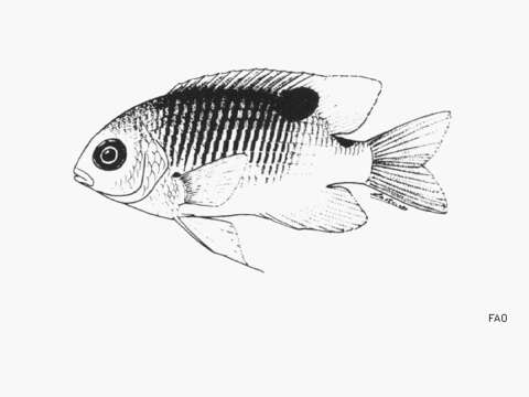 Image of Clarion damselfish