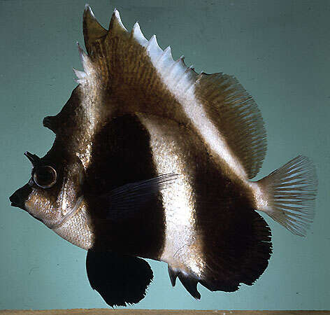 Image of Indian Ocean Bannerfish