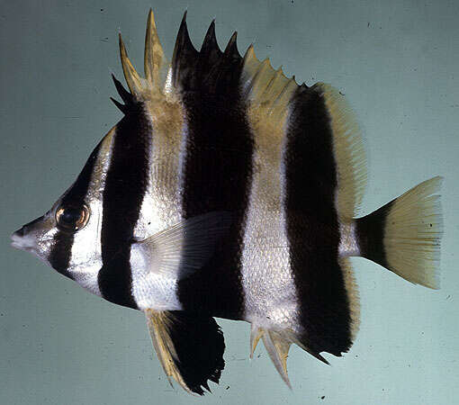 Image of Broad-barred Butterflyfish