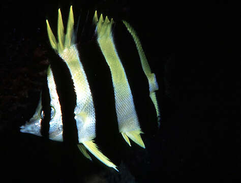 Image of Broad-barred Butterflyfish