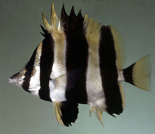 Image of Broad-barred Butterflyfish