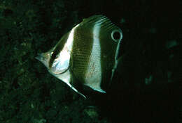 Image of Indian barred butterflyfish