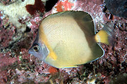 Image of Japanese Butterflyfish