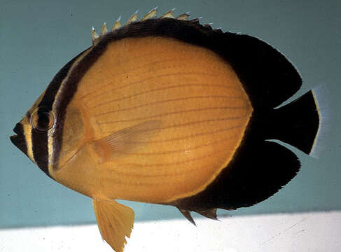 Image of Arabian Butterflyfish