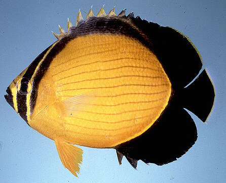 Image of Arabian Butterflyfish