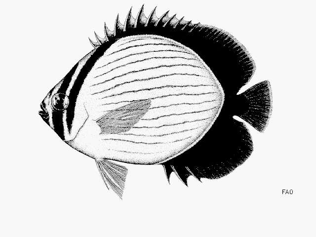 Image of Arabian Butterflyfish