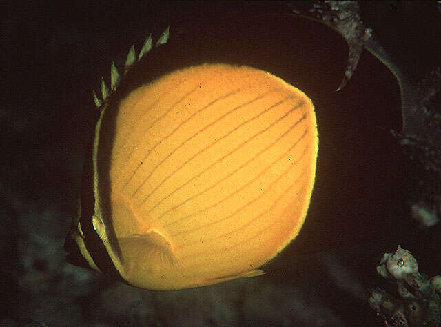 Image of Arabian Butterflyfish